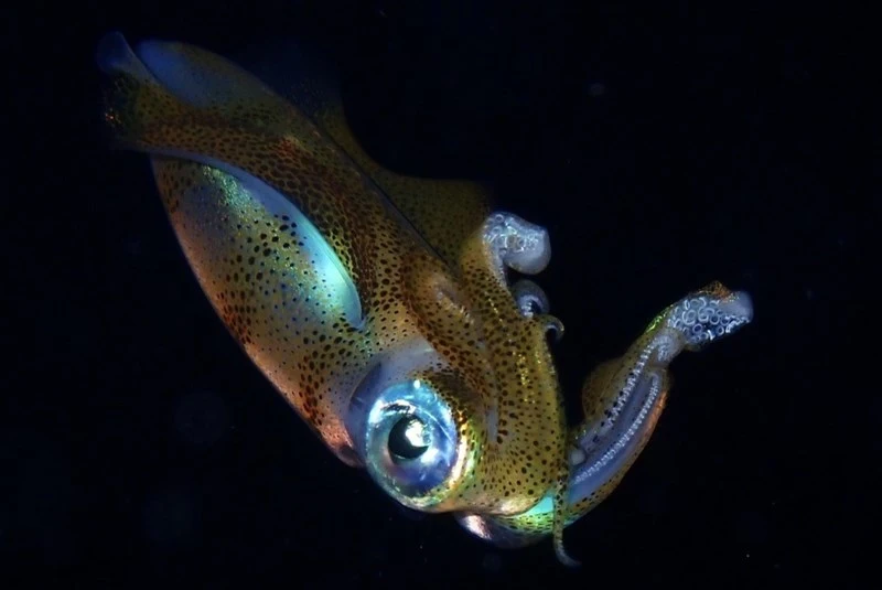 , Bigfin Reef Squid, Panamic Fanged-blenny, Large-banded Fanged-blenny, Sepioteuthis lessoniana