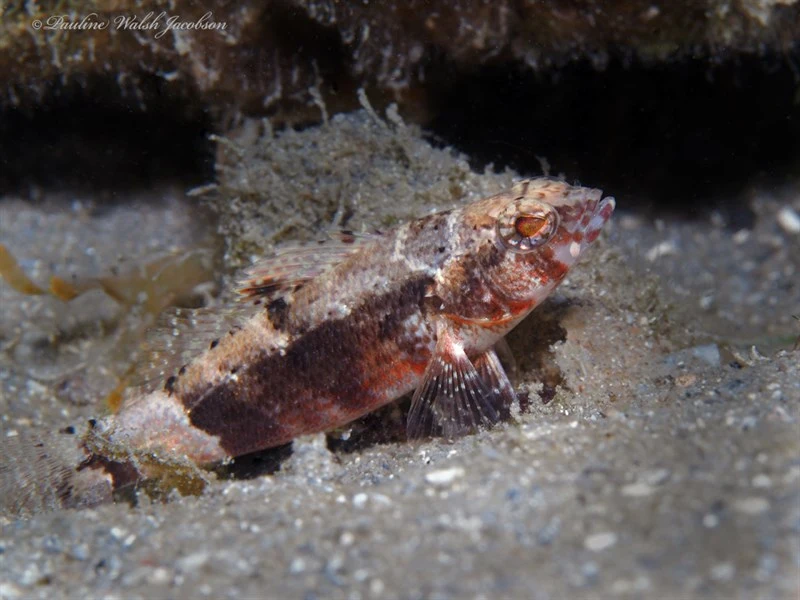Pygmy sea bass, Pygmy Sea Bass, Serraniculus pumilio