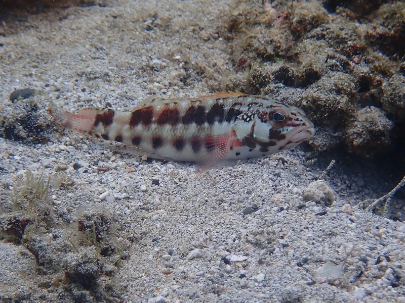 Barred serrano, Barred Serrano, Serranus psittacinus