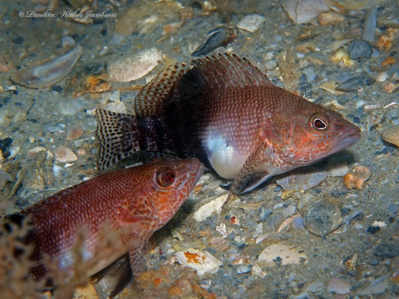 Belted sandfish, Belted Sandfish, Serranus subligarius