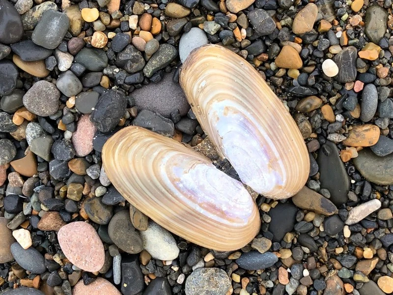 , Siliqua alta, Siliqua alta