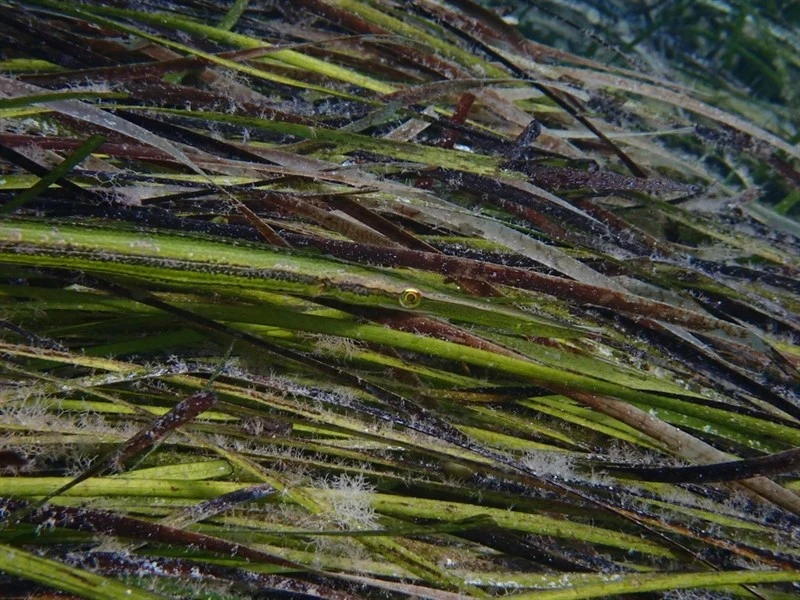 Tubemouth, Siphonognathus argyrophanes, Siphonognathus argyrophanes