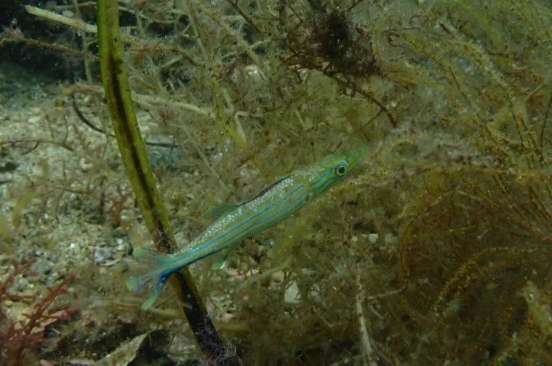 Sharpnose weed whiting, Sharp-nose Rockwhiting, Sharp-nose Weed Whiting, Sharp-nosed Weed Whiting, Sharpnose Weed Whiting - Siphonognathus caninis, Siphonognathus caninis