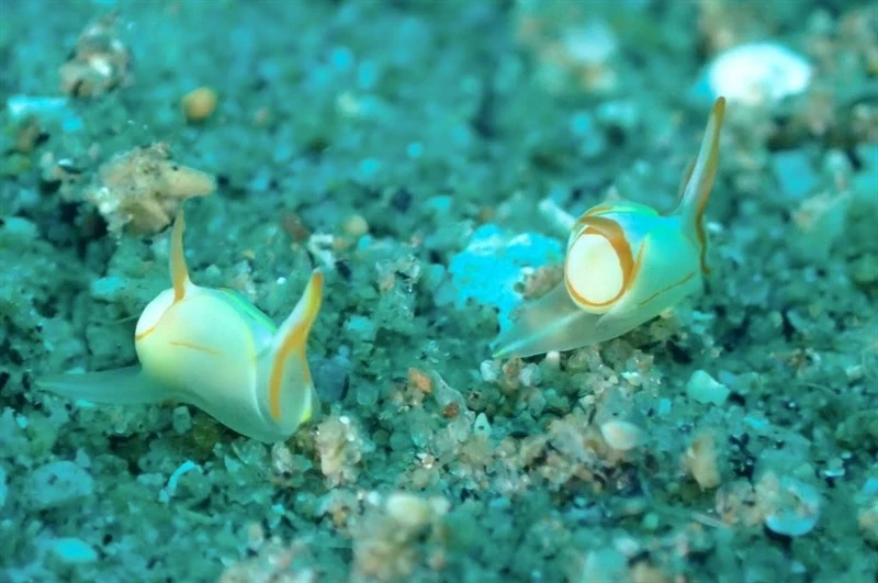 , Yellow-brim Siphopteron, Batwing Slug - Siphopteron makisig, Siphopteron makisig