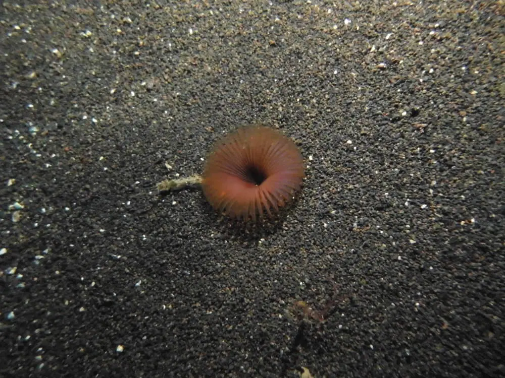 Schlicksabelle / Schlammwurm - Myxicola infundibulum