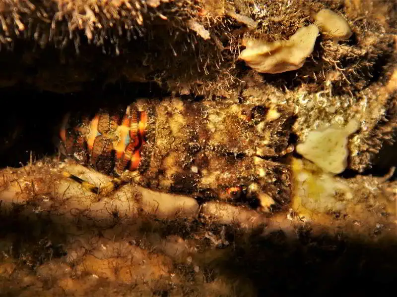 Small-European-Locust-Lobster-Scyllarus-arctus-scuba-diving-canary-islands-spcies-crustacea-red-sea-Mediterranean