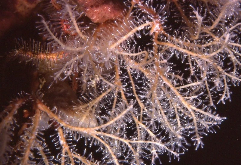 , Dusky Hydroid, Solanderia fusca