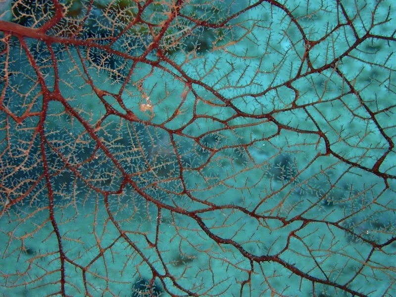 , Sea Fan Hydroid, Solanderia secunda