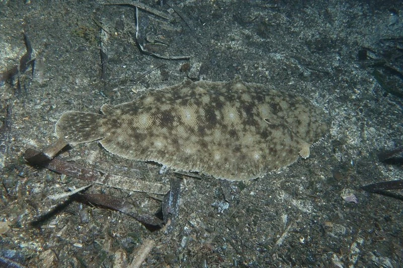 Egyptian sole, Solea aegyptiaca, Solea aegyptiaca