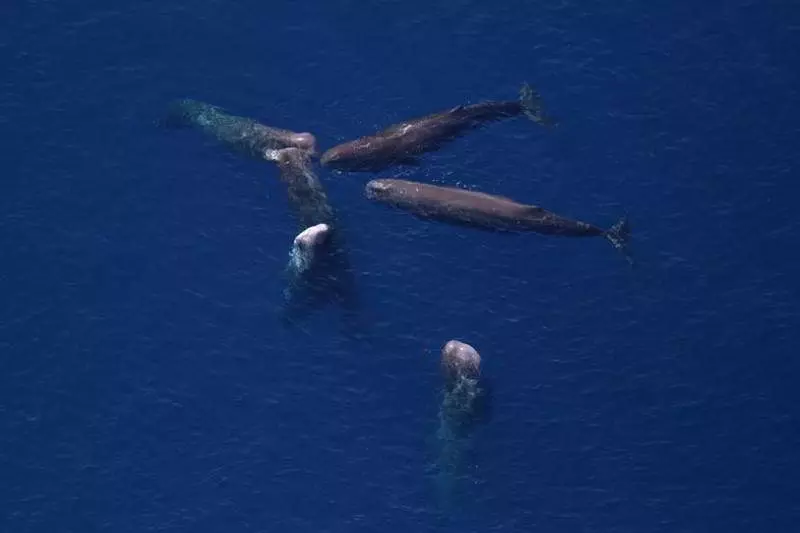 Sperm-Whale-Species-Physeter-macrocephalus-Tenerife-Gran-Canaria-Fuerteventura-Whale-watching-Lanzarote-La-Palma-Gomera-El-Hierro-Canary-Islands-Canaries-Atlantic-Ocean