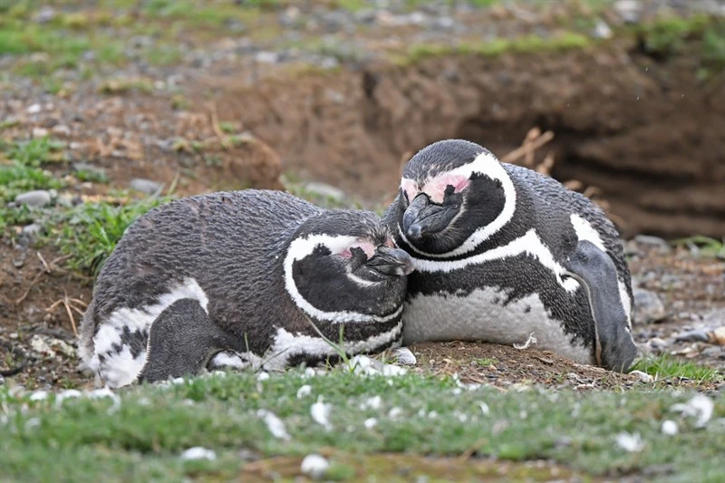 , Spheniscus magellanicus, Spheniscus magellanicus