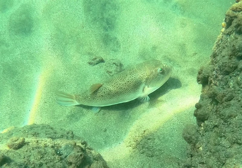 Slick puffer, Slick Puffer - Sphoeroides kendalli, Sphoeroides kendalli