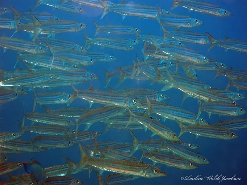 Northern sennet, Northern Sennet, Sphyraena borealis