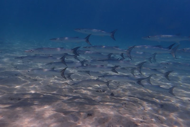 Mexican barracuda, , Sphyraena ensis