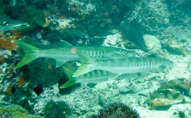 Pickhandle barracuda, Pickhandle Barracuda, Dingo-fish, Giant Seapike, Giant Sea-pike, Pick-handle Barracuda, Sea Pike, Slender Seapike, Yellowtail Barracuda, Sphyraena jello