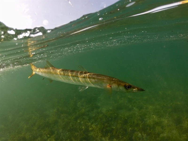 Australian barracuda, Sphyraena novaehollandiae, Sphyraena novaehollandiae