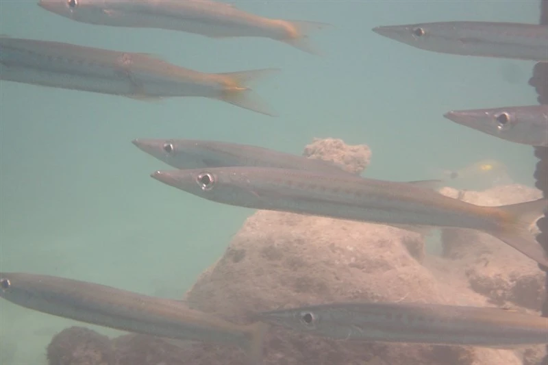 Obtuse barracuda, Striped Barracuda, Dingo Fish, Obtuse Barracuda, Pike, Sennit, Short-finned Seapike, Short-finned Sea-pike, Short-jawed Sea-pike, Striped Sea Pike, Yellowstripe Barracuda, Yellowtail, Yellowtail Barracuda, Yellowtail Sennit - Sphyraena obtusata, Sphyraena obtusata