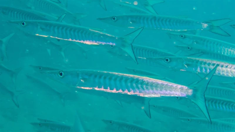 Sawtooth barracuda, Sawtooth Barracuda, Sphyraena putnamae