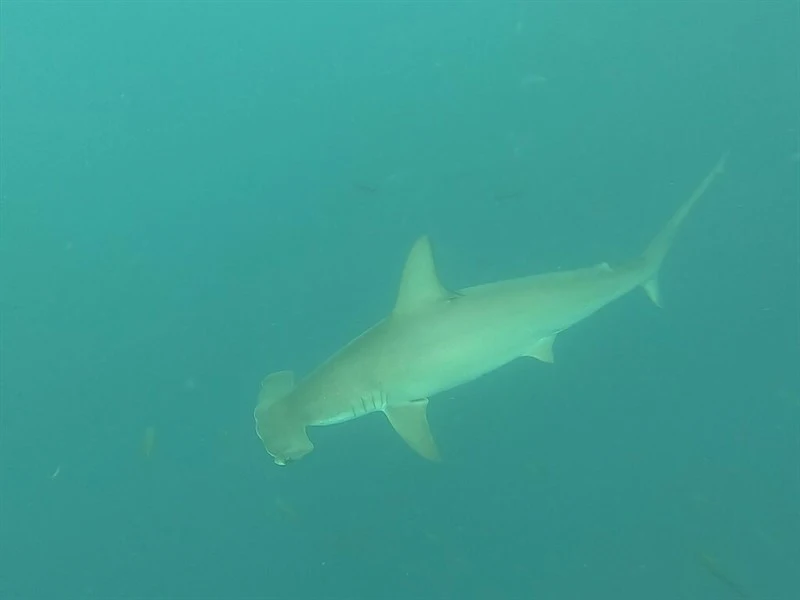 Scalloped hammerhead, Scalloped Hammerhead, Sphyrna lewini