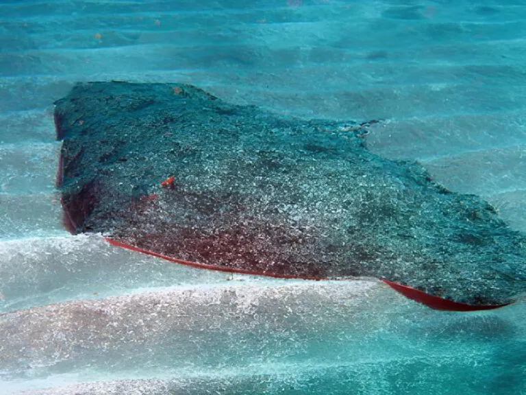 Spiny Butterfly Ray – Gymnura altavela