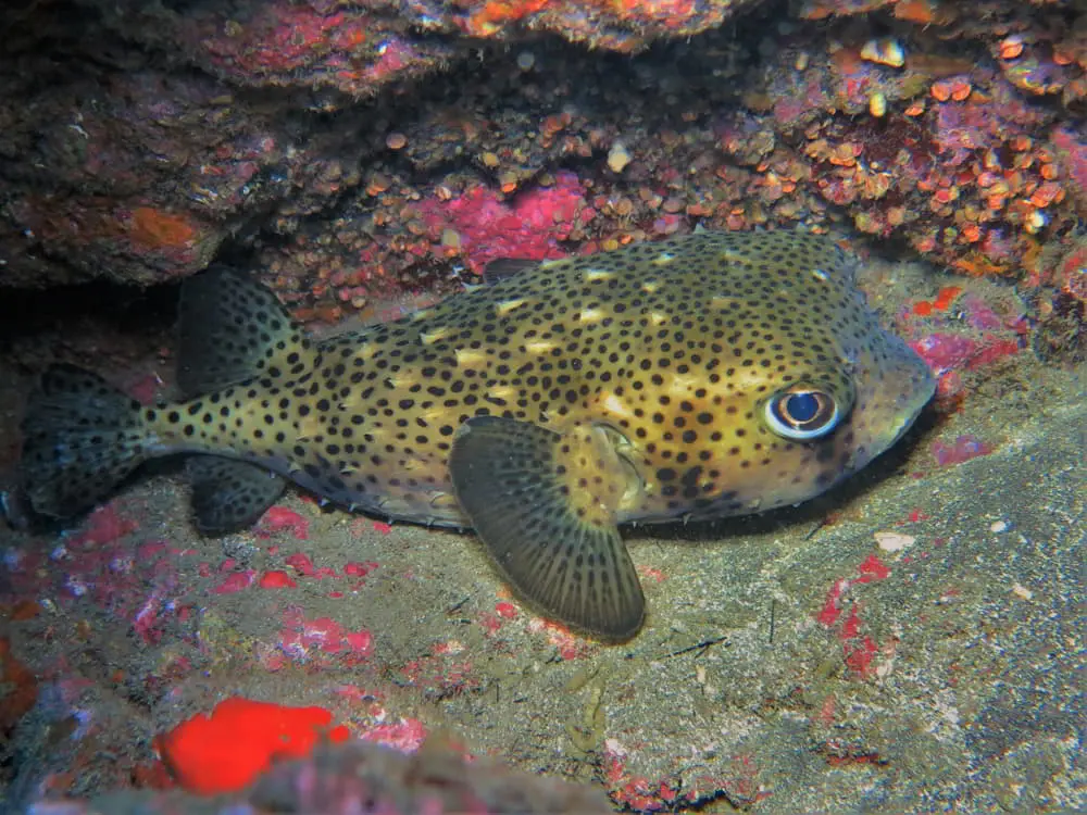 Spotfin Burrfish – Chilomycterus reticulatus