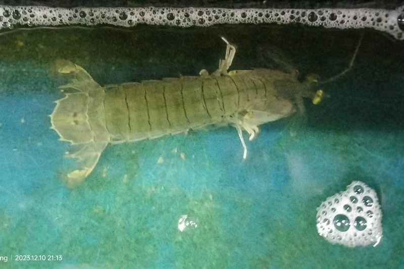 , Spottail Mantis Shrimp, Long Bodied Crab - Squilla mantis, Squilla mantis