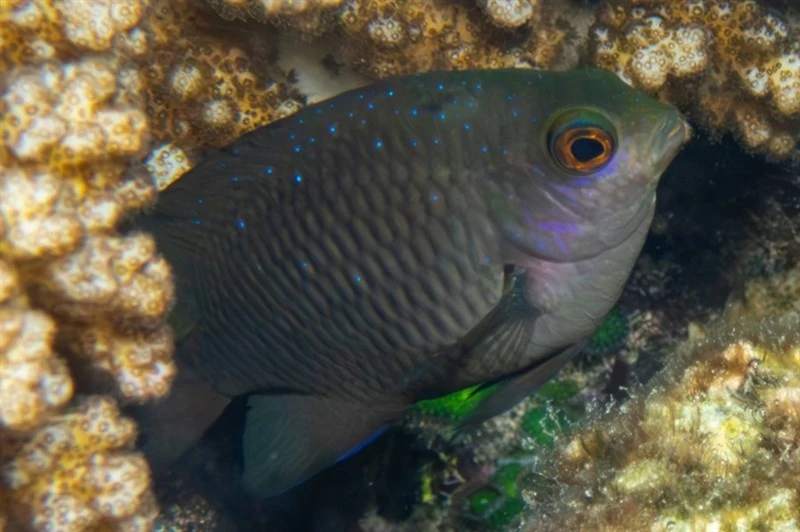 Whitespotted devil, Whitespotted Devil, Jewel Damsel, Stegastes lacrymatus