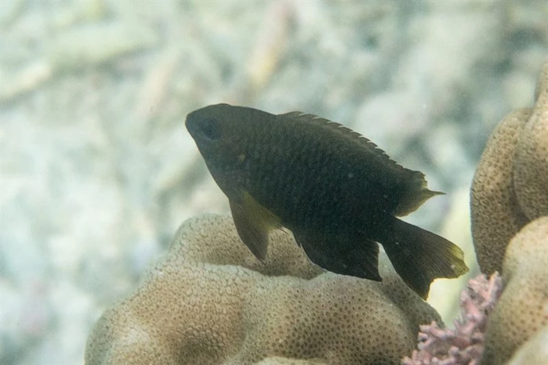 Dusky farmerfish, Dusky Farmerfish, Dusky Damselfish, Mamo, Stegastes nigricans