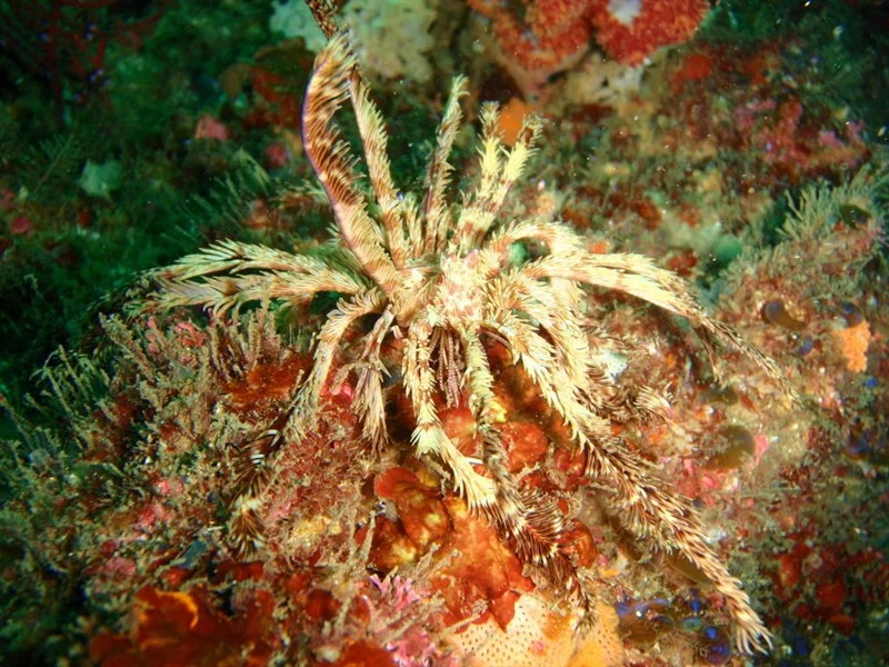 , Seafeather, Stephanometra indica