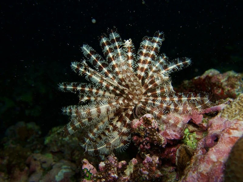 , Feather Star - Stephanometra tenuipinna, Stephanometra tenuipinna