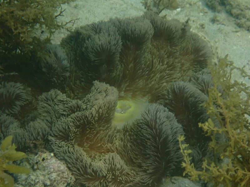 , Giant Sea Anemone Or Carpet Anemone - Stichodactyla gigantea, Stichodactyla gigantea