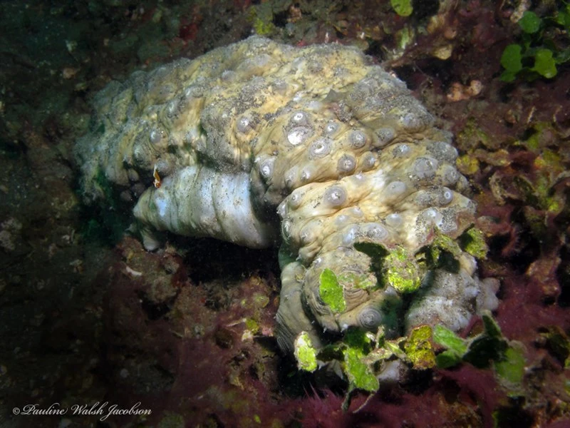 , Curryfish, Herrmann's Sea Cucumber, Stichopus herrmanni