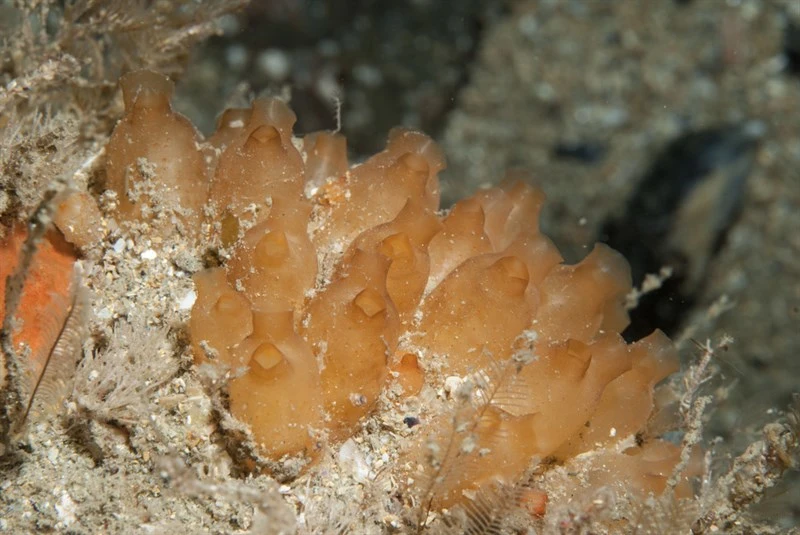, Orange Sea Grapes, Stolonica socialis