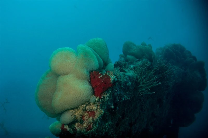 , Stomozoa gigantea