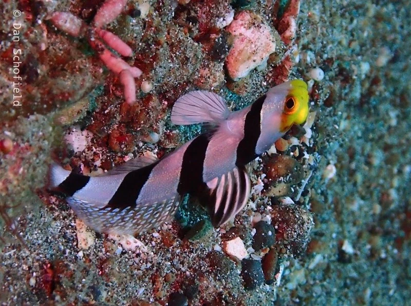 Yellownose prawn-goby, Yellownose Prawn-goby, Yellow-snout Shrimp-goby - Stonogobiops xanthorhinicus, Stonogobiops xanthorhinicus
