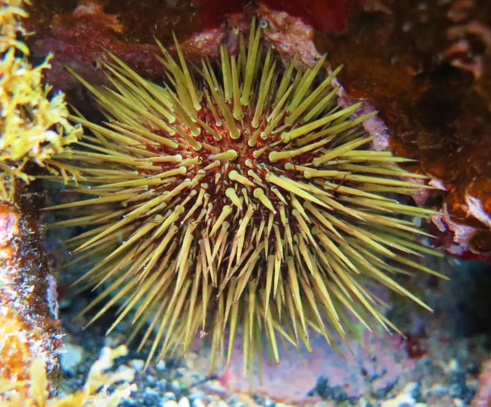 Stony Sea Urchin – Paracentrotus lividus