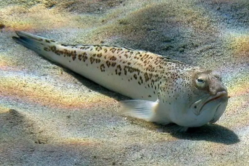 Strahlen-Petermaennchen-Trachinus-radiatus-nochenfische-Osteichthyes-Fischarten-Kanaren-Fische-Atlantik-Atlantischer-Ozean
