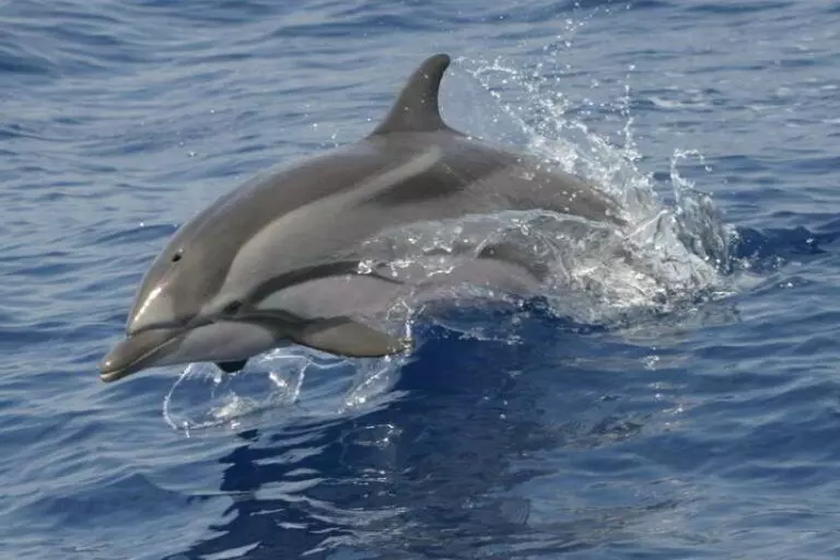 Striped-dolphin-Stenella-coeruleoalba-Canary-Islands-species-whales-canaries-Tenerife-Gran-Canaria-Whale-watching-Fuerteventura-Lanzarote-La-Palma-Gomera-El-Hierro-Atlantic-ocean
