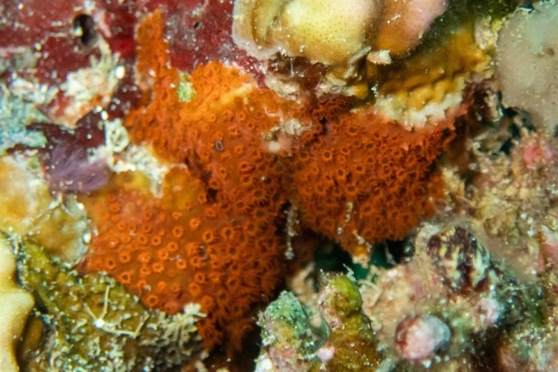 , Blushing Star Coral. Thorn Coral, Stylocoeniella armata
