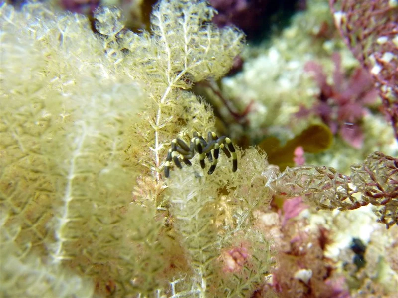 , Stylopallene cheilorhynchus, Stylopallene cheilorhynchus