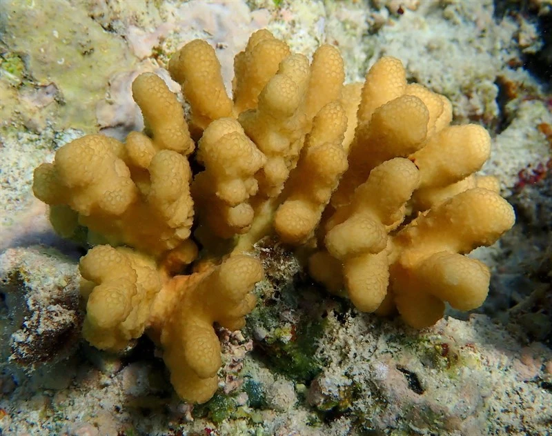 , Hood Coral - Stylophora wellsi, Stylophora wellsi