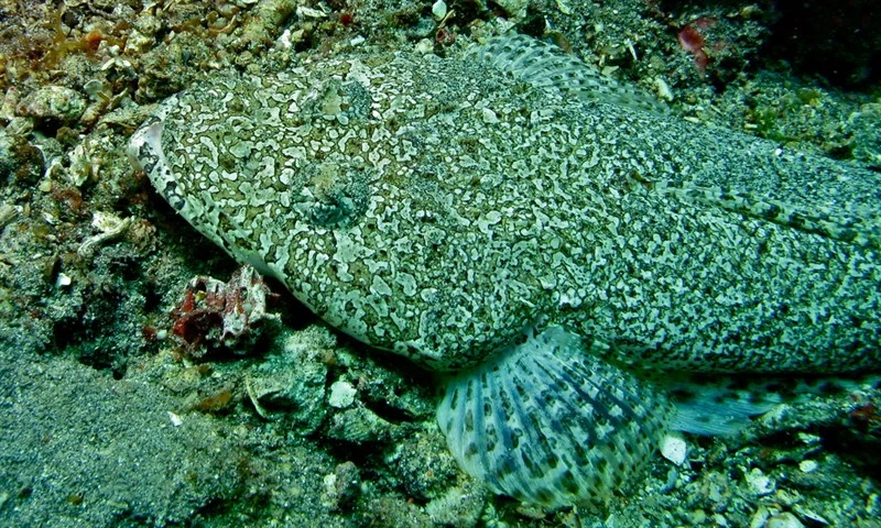 Broadhead flathead, Fringelip Flathead, Sand Flathead, Sunagocia arenicola