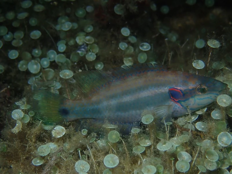 , Ocellated Wrasse - Symphodus ocellatus, Symphodus ocellatus