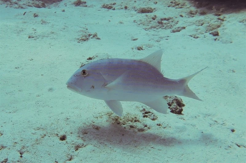 Chinamanfish, Symphorus nematophorus