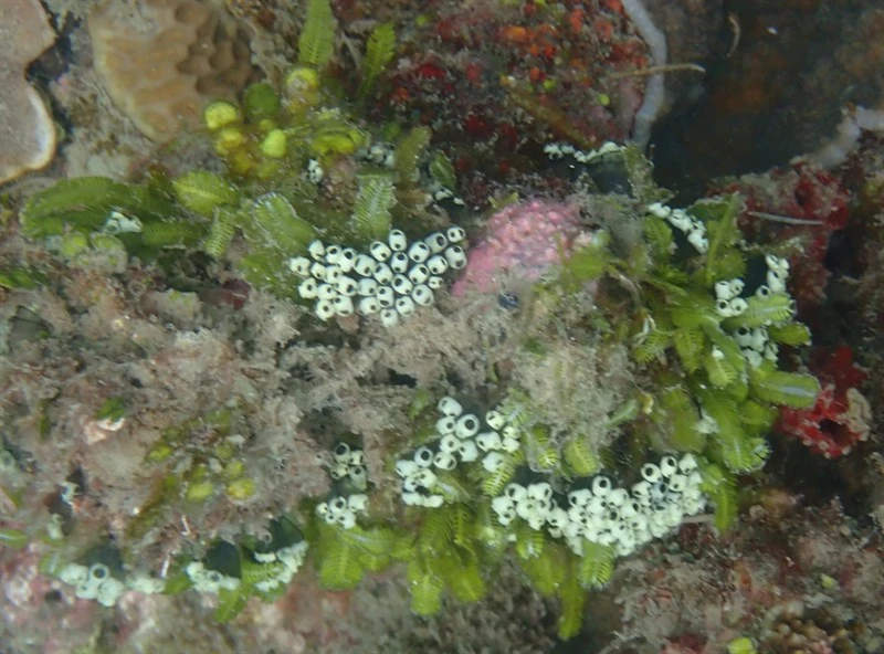 , Symplegma viride