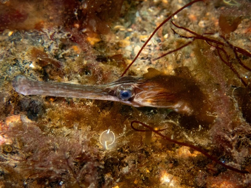 Greater pipefish, Greater Pipefish, Syngnathus acus