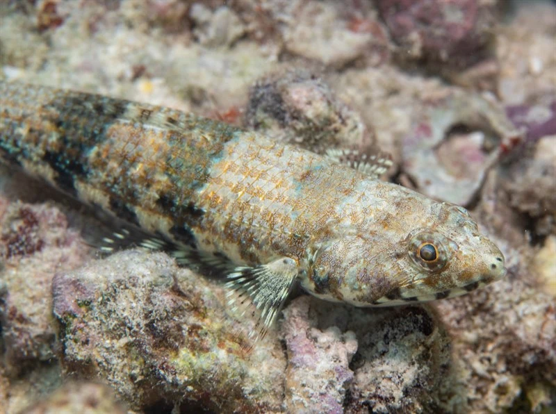 Two-spot lizard fish, Spotnose Lizardfish , Twospot Lizardfish, Two-spot Lizard Fish, Synodus binotatus