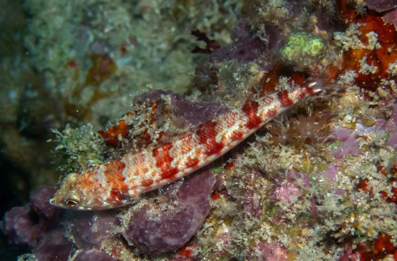 Variegated lizardfish, Reef Lizard Fish, Engleman's Lizardfish, Reef Lizardfish, Scaly-cheek Lizardfish, Synodus variegatus