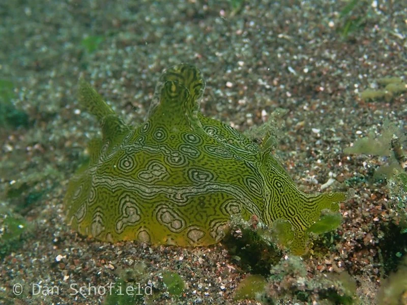 , Geographic Sea Hare, Syphonota geographica