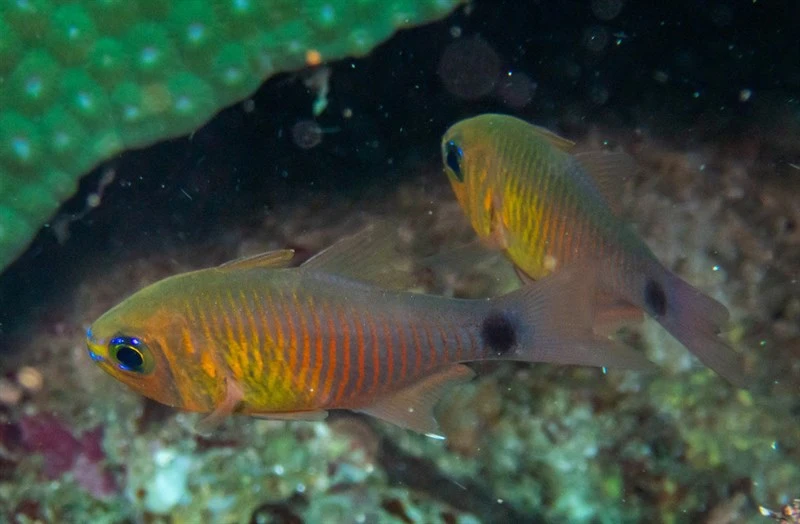 Orangelined cardinalfish, Narrow-lined Cardinalfish, Orangelined Cardinalfish, Orange-lined Cardinalfish, Painted Cardinal, Red-barred Cardinalfish, Taeniamia fucata